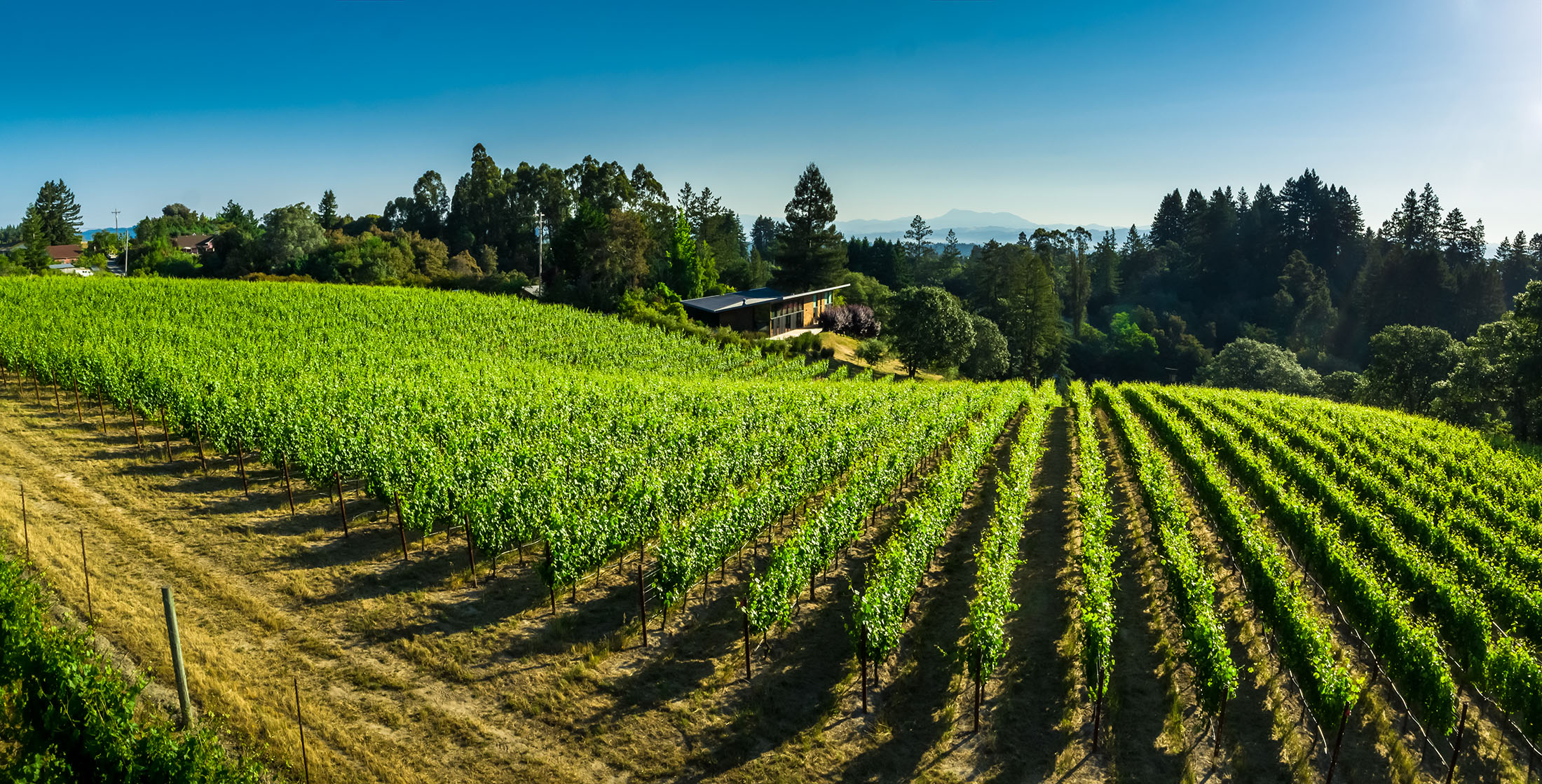 Sonoma Wineries Vineyards The Lodge at Sonoma